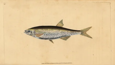 Általános sötét, Alburnus Alburnus (Cyprinus Alburnus). Kézzel színezett rézlemez, amelyet Edward Donovan rajzolt és metszett a British Fishes, Donovan and F.C. Natural History of British Fishes című művéből. és J. Rivington, London