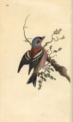 Közönséges pelyva, Fringilla coelebs. Kézi színű rézlemez, amelyet Edward Donovan rajzolt és metszett a saját Londoni „British Birds természettörténetéből”