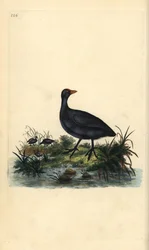 Közönséges szárcsa, Fulica atra. Kézi színű rézlemez, amelyet Edward Donovan rajzolt és metszett a saját Londoni „British Birds természettörténetéből”
