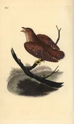 Közönséges kakukk (fiatalkorú), Cuculus canorus. Kézi színű rézlemez, amelyet Edward Donovan rajzolt és metszett a saját Londoni „British Birds természettörténetéből”