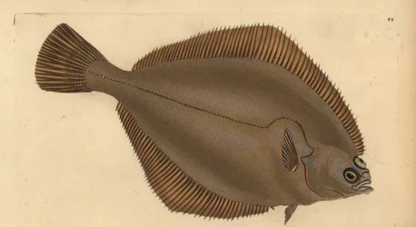 Közönséges csücske, Limanda limanda (Pleuronectes limanda). Kézzel színezett rézlemez, amelyet Edward Donovan rajzolt és metszett a British Fishes, Donovan and F.C. Natural History of British Fishes című művéből. és J. Rivington, London