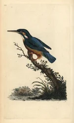 Közönséges jégmadár, Alcedo atthis. Kézi színű rézlemez, amelyet Edward Donovan rajzolt és metszett a saját Londoni „British Birds természettörténetéből”
