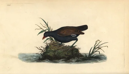 Vízi tyúk, Gallinula chloropus. Edward Donovan által rajzolt és metszett, kézzel színezett rézmetszet saját „Natural History of British Birds” című művéből, London