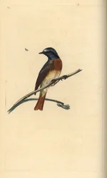 Kerti rozsdafarkú, Phoenicurus phoenicurus. Edward Donovan által rajzolt és metszett, kézzel színezett rézmetszet, saját Natural History of British Birds című művéből, London