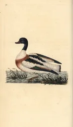 Közönséges kagyló, Tadorna tadorna. Kézi színű rézlemez, amelyet Edward Donovan rajzolt és metszett a saját Londoni „British Birds természettörténetéből”
