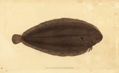 Közönséges nyelv vagy Dover talp, Solea solea (Pleuronectes solea). Kézzel színezett rézlemez, amelyet Edward Donovan rajzolt és metszett a British Fishes, Donovan and F.C. Natural History of British Fishes című művéből. és J. Rivington, London