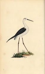 Közönséges gólyalábas, Himantopus himantopus. Kézi színű rézlemez, amelyet Edward Donovan rajzolt és metszett a saját Londoni „British Birds természettörténetéből”