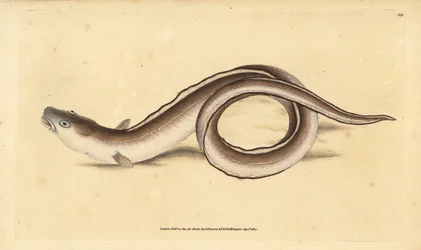Conger angolna, Muraena conger. Kézzel színezett rézlemez, amelyet Edward Donovan rajzolt és metszett a British Fishes, Donovan and F.C. Natural History of British Fishes című művéből. és J. Rivington, London