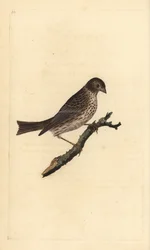 Kukoricasármány, Miliaria calandra. Kézi színű rézlemez, amelyet Edward Donovan rajzolt és metszett a saját Londoni „British Birds természettörténetéből”