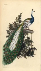 Bóbitás páva, indiai vagy kék páva, Pavo cristatus. Edward Donovan által saját „Brit madarak természettörténete” című művéhez rajzolt és metszett, kézzel színezett rézmetszet, London