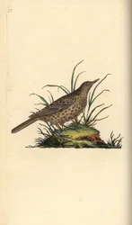 Fekete pacsirta, Pinarocorys nigricans. Kézi színű rézlemez, amelyet Edward Donovan rajzolt és metszett a saját Londoni „British Birds természettörténetéből”