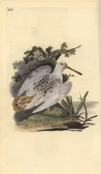 Fehér lábú eurázsiai erdei szalonka, Scolopax rusticola. Edward Donovan által rajzolt és metszett, kézzel színezett rézmetszet saját „Natural History of British Birds” című művéből, London