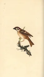 Eurázsiai faveréb, Plier montanus. Kézi színű rézlemez, amelyet Edward Donovan rajzolt és metszett a saját Londoni „British Birds természettörténetéből”
