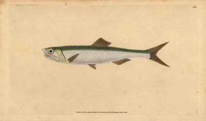 Európai szardella, Engraulis encrasicolus (Szardella, Clupea encrasicolus). Kézzel színezett rézlemez, amelyet Edward Donovan rajzolt és metszett a British Fishes, Donovan and F.C. Natural History of British Fishes című művéből. és J. Rivington, London