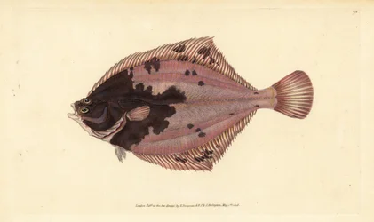 Európai lepényhal, Platichthys flesus (Pleuronectes flesus). Kézzel színezett rézlemez, amelyet Edward Donovan rajzolt és metszett a British Fishes, Donovan and F.C. Natural History of British Fishes című művéből. és J. Rivington, London