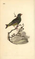 Európai zöldpinty, Carduelis chloris. Kézi színű rézlemez, amelyet Edward Donovan rajzolt és metszett a saját Londoni „British Birds természettörténetéből”