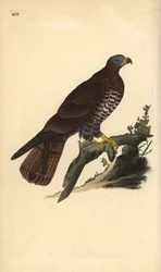 Mézes ölyv, Pernis apivorus. Kézi színű rézlemez, amelyet Edward Donovan rajzolt és metszett a saját Londoni „British Birds természettörténetéből”
