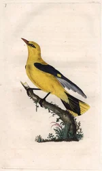 európai oriole. Oriolus oriolus (Oriolus galbula). Edward Donovan (1768-1837) rézmetsze, megjelent a Natural History of British Birds, Londonban