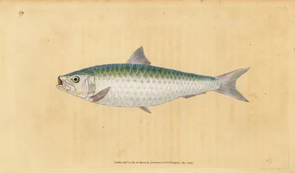 Európai sárkány, Sardina pilchardus (Pilchard, Clupea pilchardus). Kézzel színezett rézlemez, amelyet Edward Donovan rajzolt és metszett a British Fishes, Donovan and F.C. Natural History of British Fishes című művéből. és J. Rivington, London