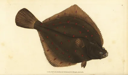 Európai pleuronectes platessa. Kézzel színezett rézlemez, amelyet Edward Donovan rajzolt és metszett a British Fishes, Donovan and F.C. Natural History of British Fishes című művéből. és J. Rivington, London