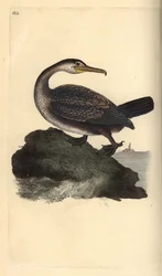 Üstökös kárókatona, Phalacrocorax aristotelis. Edward Donovan által rajzolt és metszett, kézzel színezett rézmetszet saját „Natural History of British Birds” című könyvéből, London