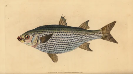 Laposfejű márna, Mugil cephalus. Kézzel színezett rézlemez, amelyet Edward Donovan rajzolt és metszett a British Fishes, Donovan and F.C. Natural History of British Fishes című művéből. és J. Rivington, London