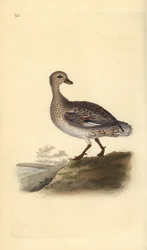 Gadwall (nőstény), Anas strepera. Kézi színű rézlemez, amelyet Edward Donovan rajzolt és metszett a saját Londoni „British Birds természettörténetéből”