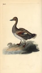 Gadwall (férfi), Anas strepera. Kézi színű rézlemez, amelyet Edward Donovan rajzolt és metszett a saját Londoni „British Birds természettörténetéből”