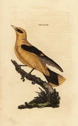 Arany oriole, Oriolus oriolus