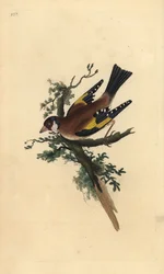 Aranypinty, Carduelis carduelis. Kézi színű rézlemez, amelyet Edward Donovan rajzolt és metszett a saját Londoni „British Birds természettörténetéből”
