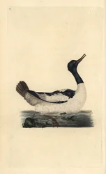 Goosander, Mergus merganser. Kézi színű rézlemez, amelyet Edward Donovan rajzolt és metszett a saját Londoni „British Birds természettörténetéből”