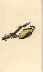 széncinege, Parus Major. Kézi színű rézlemez, amelyet Edward Donovan rajzolt és metszett a saját Londoni „British Birds természettörténetéből”