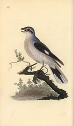 Szürke cickány (nőstény), Lanius excubitor. Kézi színű rézlemez, amelyet Edward Donovan rajzolt és metszett a saját Londoni „British Birds természettörténetéből”