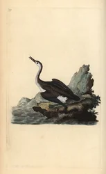 Nagyszerű északi búvár, Gavia immer. Kézi színű rézlemez, amelyet Edward Donovan rajzolt és metszett a saját Londoni „British Birds természettörténetéből”