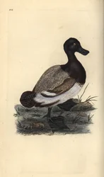 Nagy kacsa, Aythya marila. Kézi színű rézlemez, amelyet Edward Donovan rajzolt és metszett a saját Londoni „British Birds természettörténetéből”