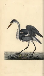 Szürke gém, Ardea cinerea. Kézi színű rézlemez, amelyet Edward Donovan rajzolt és metszett a saját Londoni „British Birds természettörténetéből”