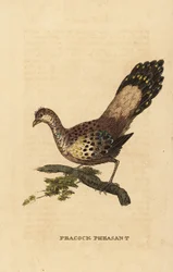 Szürke pávafácán, Polyplectron bicalcaratum