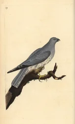 Tyúkhal, Circus cyaneus. Kézi színű rézlemez, amelyet Edward Donovan rajzolt és metszett a saját Londoni „British Birds természettörténetéből”
