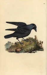 Csíkfű, Corvus monedula, féreggel. Kézzel színezett rézlemez, amelyet Edward Donovan rajzolt és metszett a saját „Britan madarak természettörténetéből” (1794-1819). Edward Donovan (1768-1837) angol-ír amatőr zoológus, író, művész és metsző. Ő