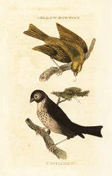 Japán sárgasármány, Emberiza sulphurata és kukoricasármány, Emberiza calandra