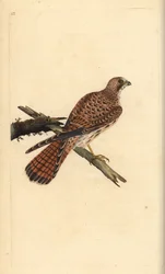 Kestrel, Falco tinnunculus, nőstény. Kézi színű rézlemez, amelyet Edward Donovan rajzolt és metszett a saját Londoni „British Birds természettörténetéből”