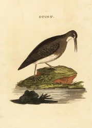 Legkevesebb homokcsőr, Calidris minutilla