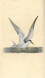 Kiscsér, Sternula albifrons. Kézi színű rézlemez, amelyet Edward Donovan rajzolt és metszett a saját Londoni „British Birds természettörténetéből”