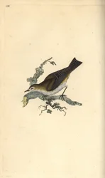 Kisebb kishalak, hippolay motacilla. Kézi rézmetszet, rajzolta és metszette Edward Donovan saját "Natural History of British Birds" című művéből, London.