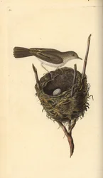 Kis fehér torka, Sylvia communis, fészekkel és tojással. Kézi színű rézlemez, amelyet Edward Donovan rajzolt és metszett a saját Londoni „British Birds természettörténetéből”