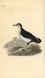 Manx nyíróvíz, Puffinus puffinus. Kézi színű rézlemez, amelyet Edward Donovan rajzolt és metszett a saját Londoni „British Birds természettörténetéből”