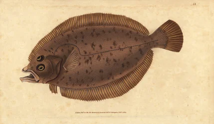 Megrim vagy fuvallat, Lepidorhombus whiffiagonis (Pleuronectes megastoma). Kézzel színezett rézlemez, amelyet Edward Donovan rajzolt és metszett a British Fishes, Donovan and F.C. Natural History of British Fishes című művéből. és J. Rivington, London