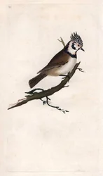 Tarajos cinege. Lopophanes cristatus cristatus (Parus cristatus). Edward Donovan (1768-1837) rézmetsze, megjelent a Natural History of British Birds, Londonban