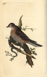 Kövér rigó, Turdus viscivorus. Kézi színű rézlemez, amelyet Edward Donovan rajzolt és metszett a saját Londoni „British Birds természettörténetéből”