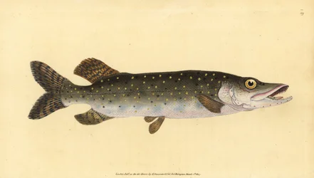 Északi csuka, Esox lucius. Kézzel színezett rézlemez, amelyet Edward Donovan rajzolt és vésett a British Fishes, Donovan and F.C. Natural History című művéből. és J. Rivington, London